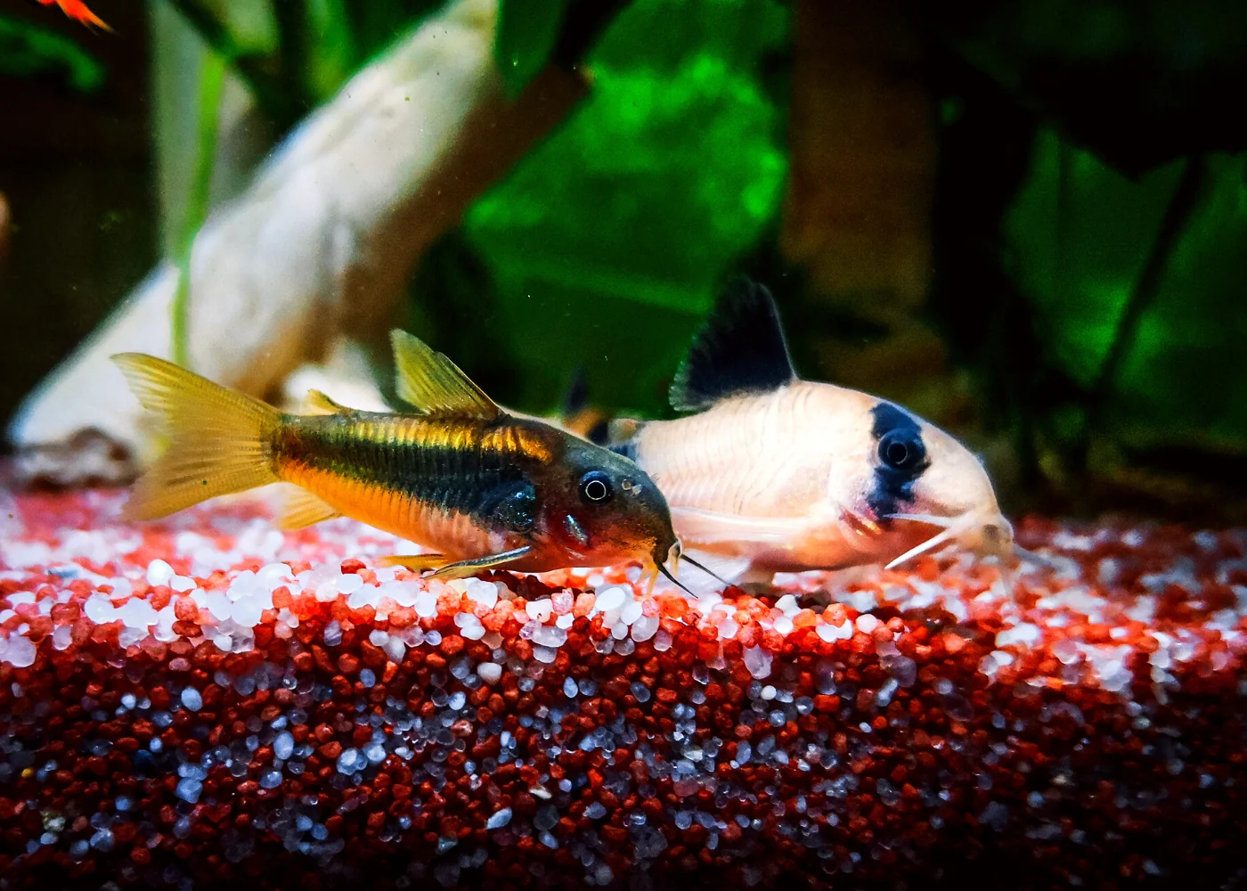 Corydoras - Assorted - Image 3