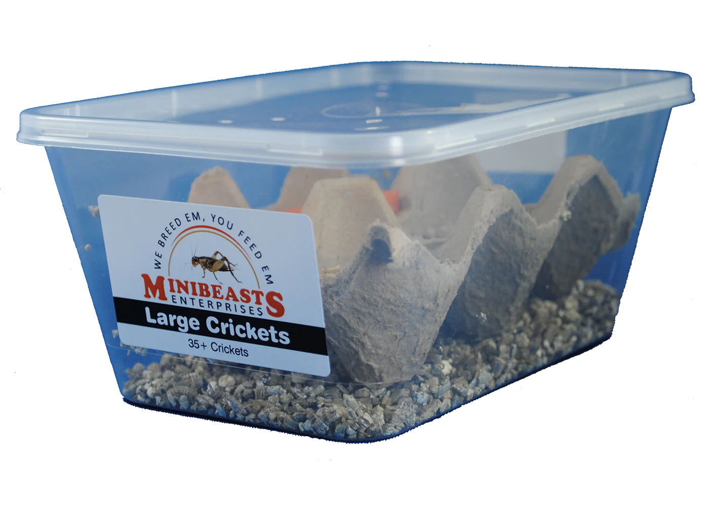 Minibeasts Crickets - Image 3