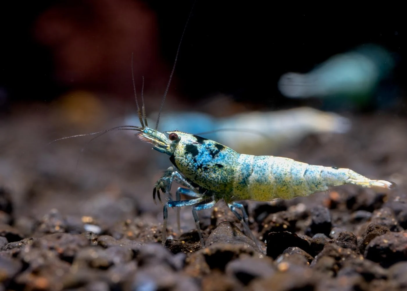 Shrimp - Blue Bolt - Image 3