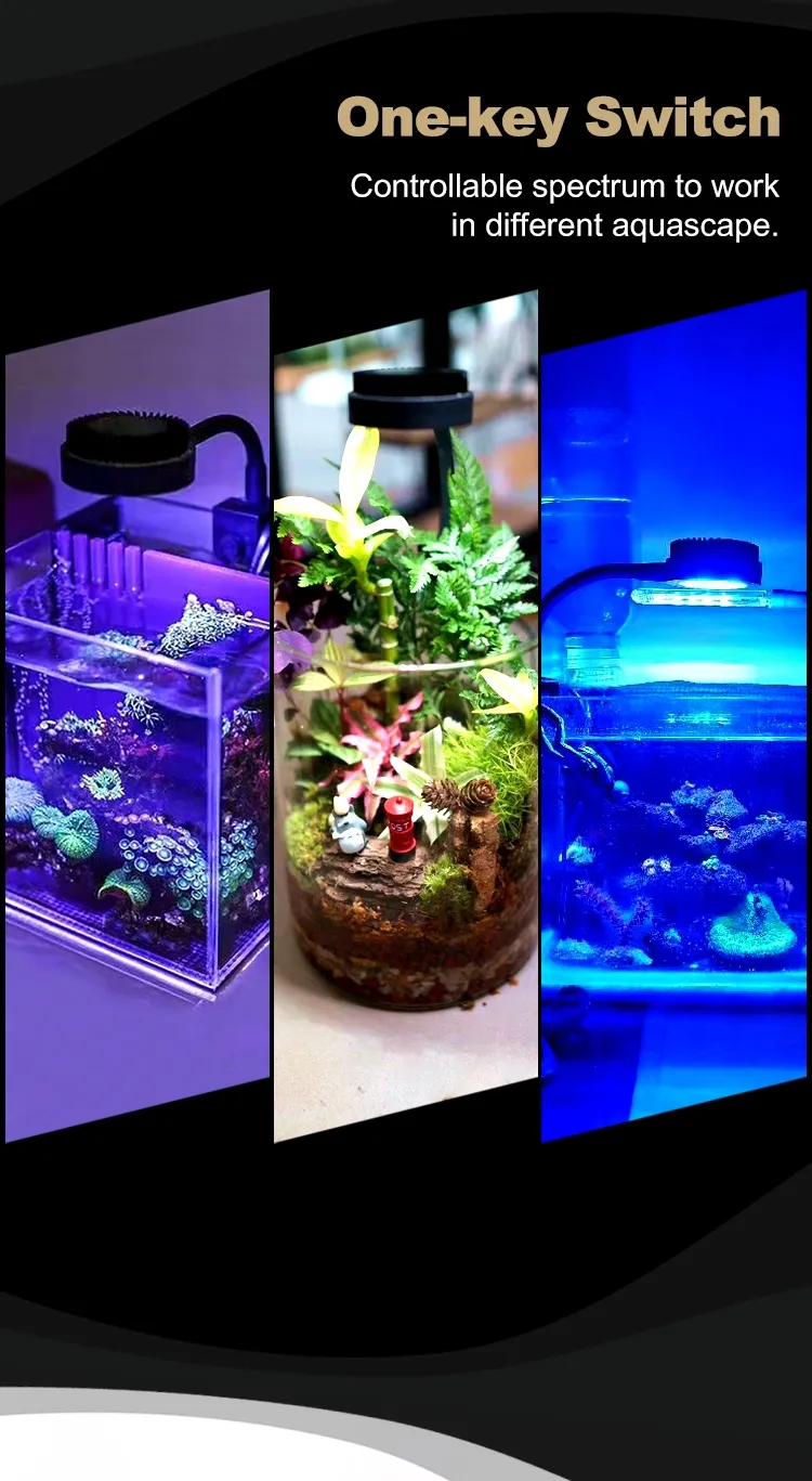 Zetlight Mini 3W LED - Image 6